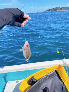 マダイの釣果