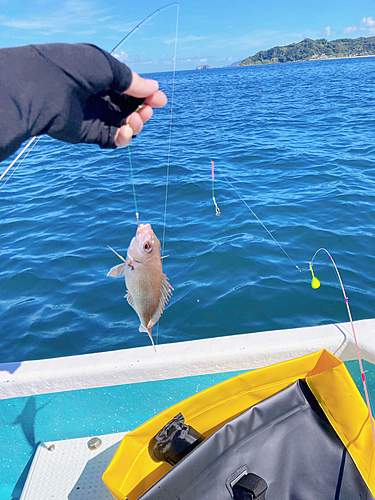 マダイの釣果