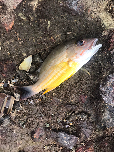 ヨスジフエダイの釣果