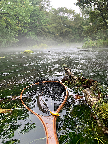 ヤマメの釣果