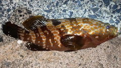 キジハタの釣果