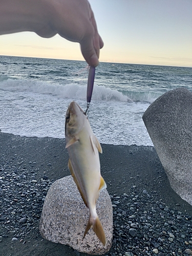 ショゴの釣果