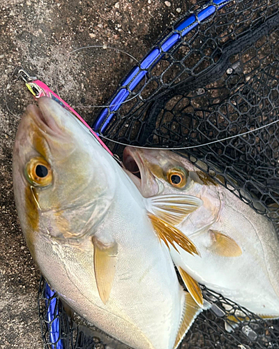 ショゴの釣果