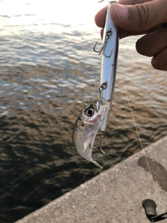 クロソイの釣果