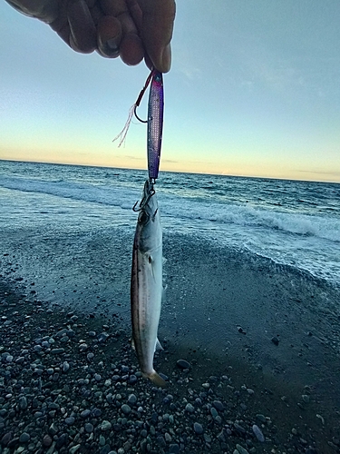 カマスの釣果