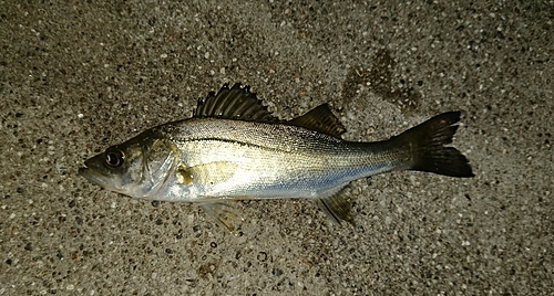 セイゴ（マルスズキ）の釣果