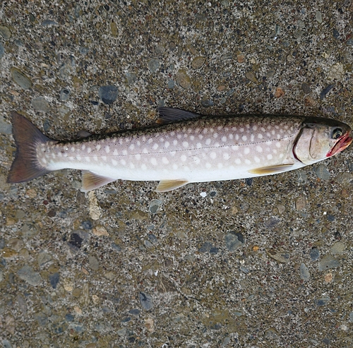 アメマスの釣果