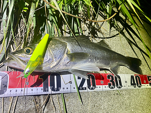 シーバスの釣果