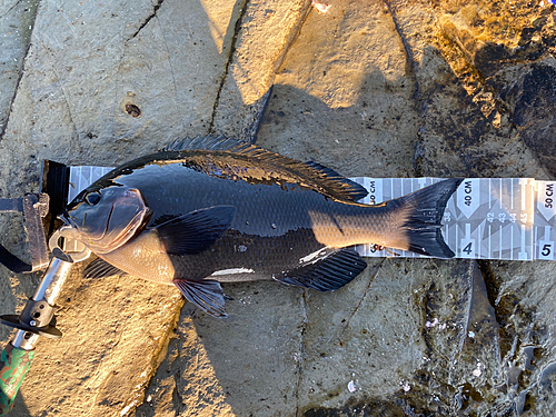 メジナの釣果