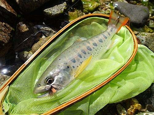 アマゴの釣果