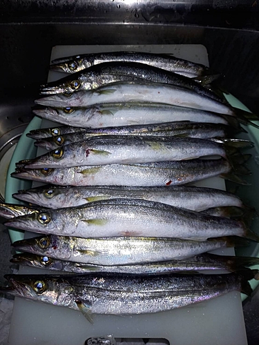 カマスの釣果