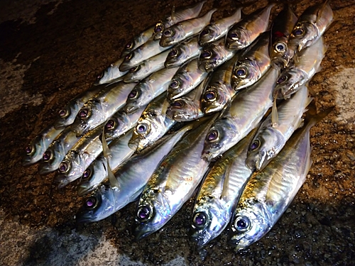 アジの釣果