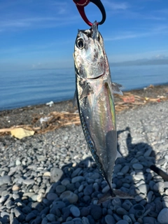 ソウダガツオの釣果