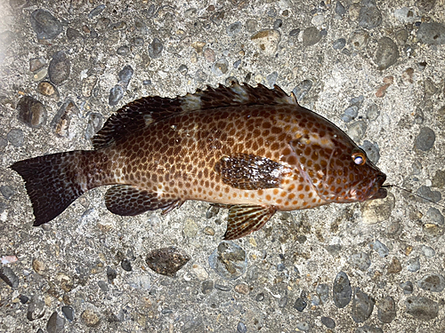 ホウセキハタの釣果