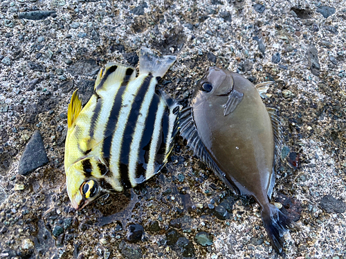 カゴカキダイの釣果