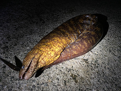 ウツボの釣果