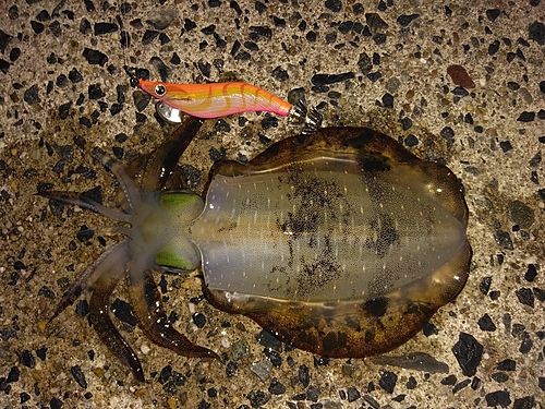 アオリイカの釣果