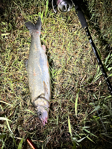 ウグイの釣果