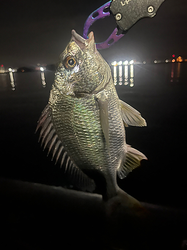 キビレの釣果