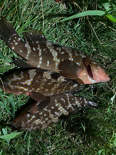 キジハタの釣果