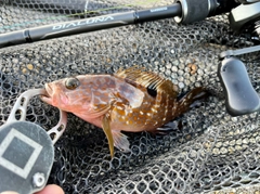 アコウの釣果