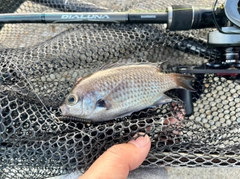 スズメダイの釣果