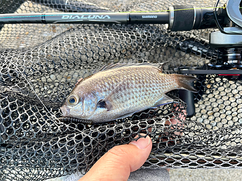 スズメダイの釣果