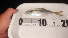 マアジの釣果