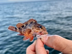 ガシラの釣果