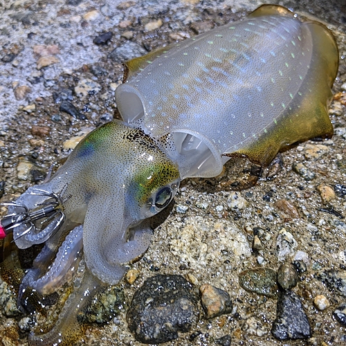 アオリイカの釣果