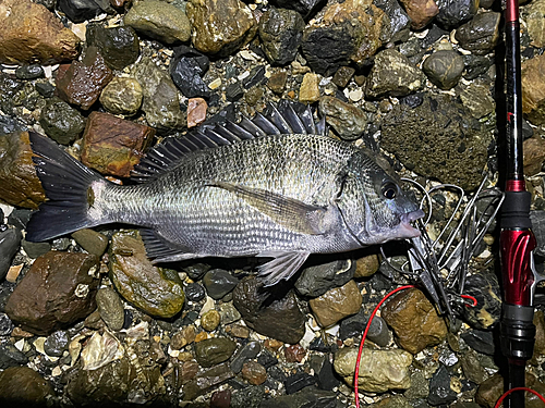 クロダイの釣果