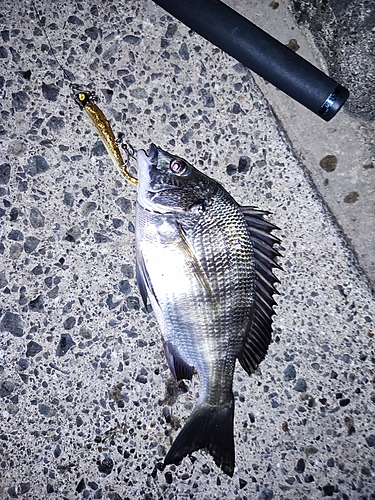 クロダイの釣果