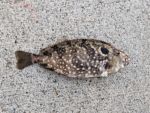 アイゴの釣果