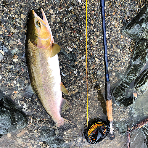 カラフトマスの釣果