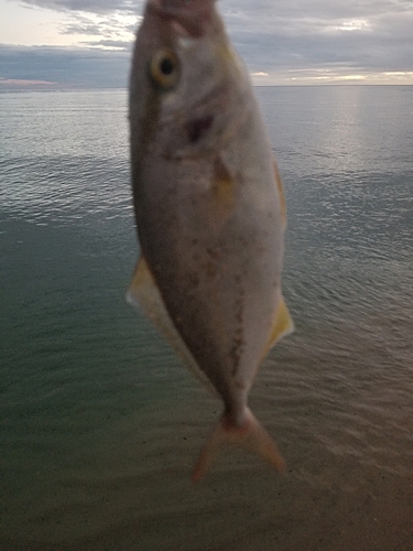 ショゴの釣果