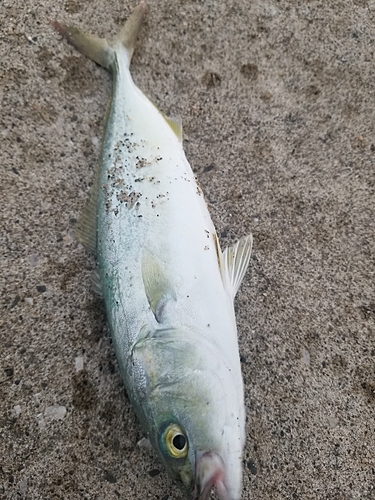 ツバスの釣果