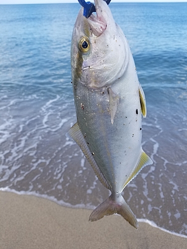 ショゴの釣果