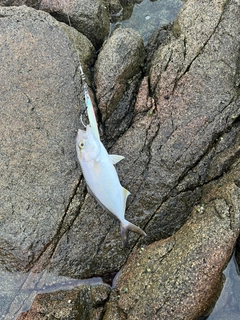 ショゴの釣果