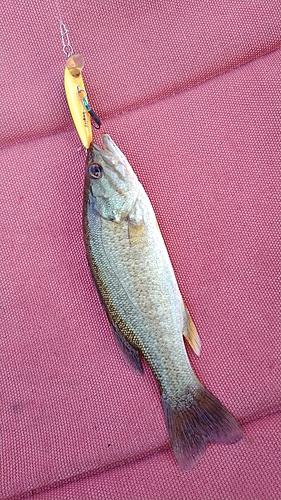 スモールマウスバスの釣果