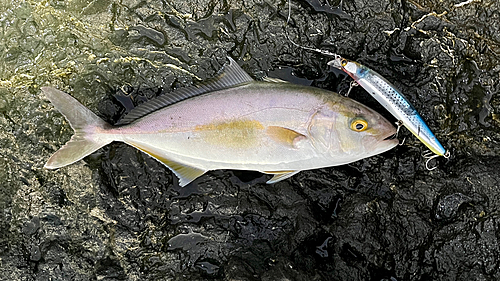 ショゴの釣果