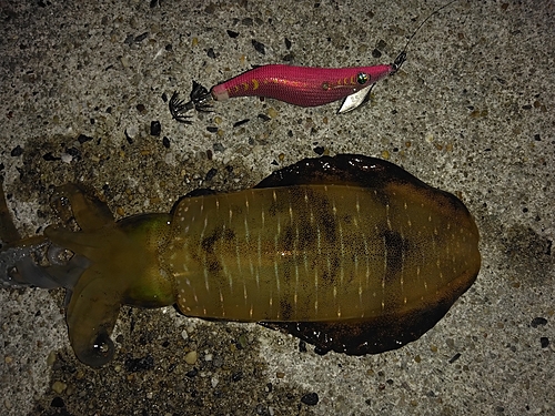 アオリイカの釣果