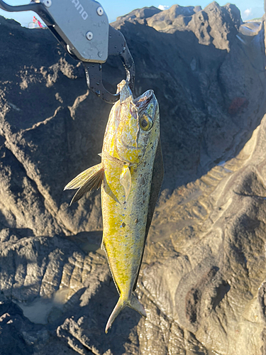 シイラの釣果