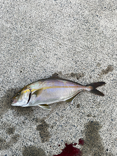 ショゴの釣果