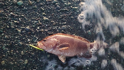 オオモンハタの釣果