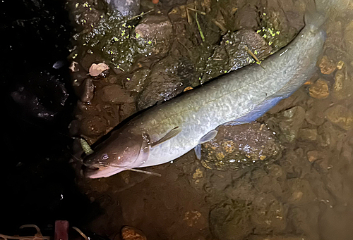 ナマズの釣果