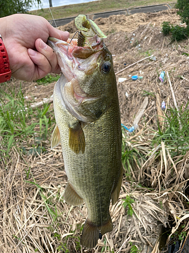 ラージマウスバスの釣果