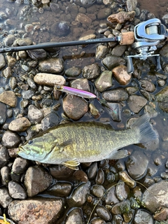 スモールマウスバスの釣果