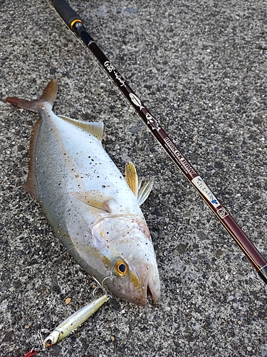 ショゴの釣果