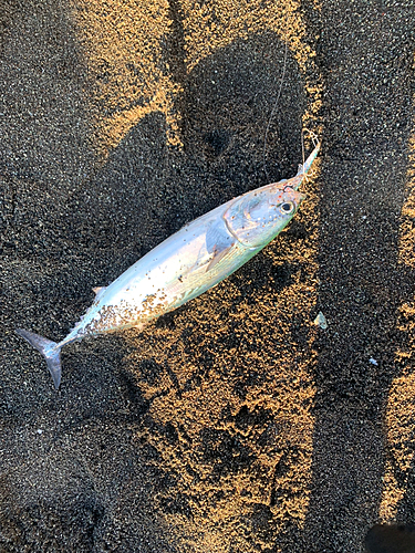 ソウダガツオの釣果