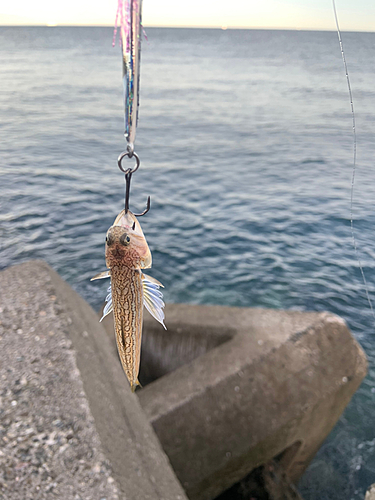 エソの釣果